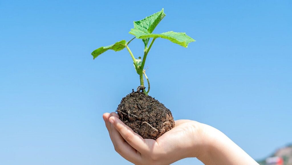 arbol