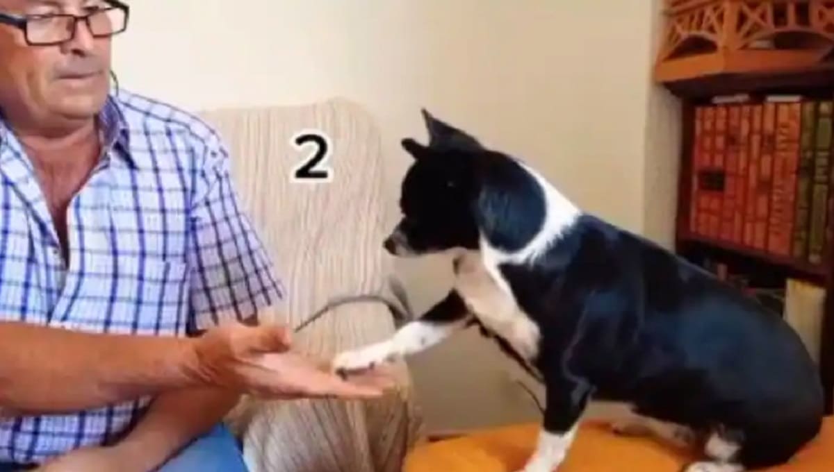 Hombre le enseña a su perrita a hacer cuentas y se vuelve viral 2 perrita matematica 1