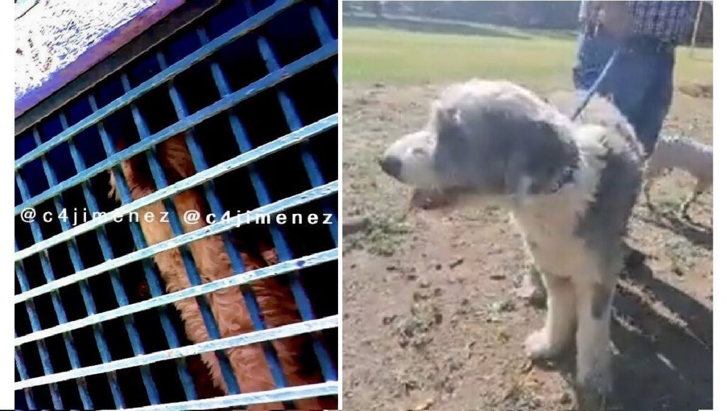 perro acusado de violacion