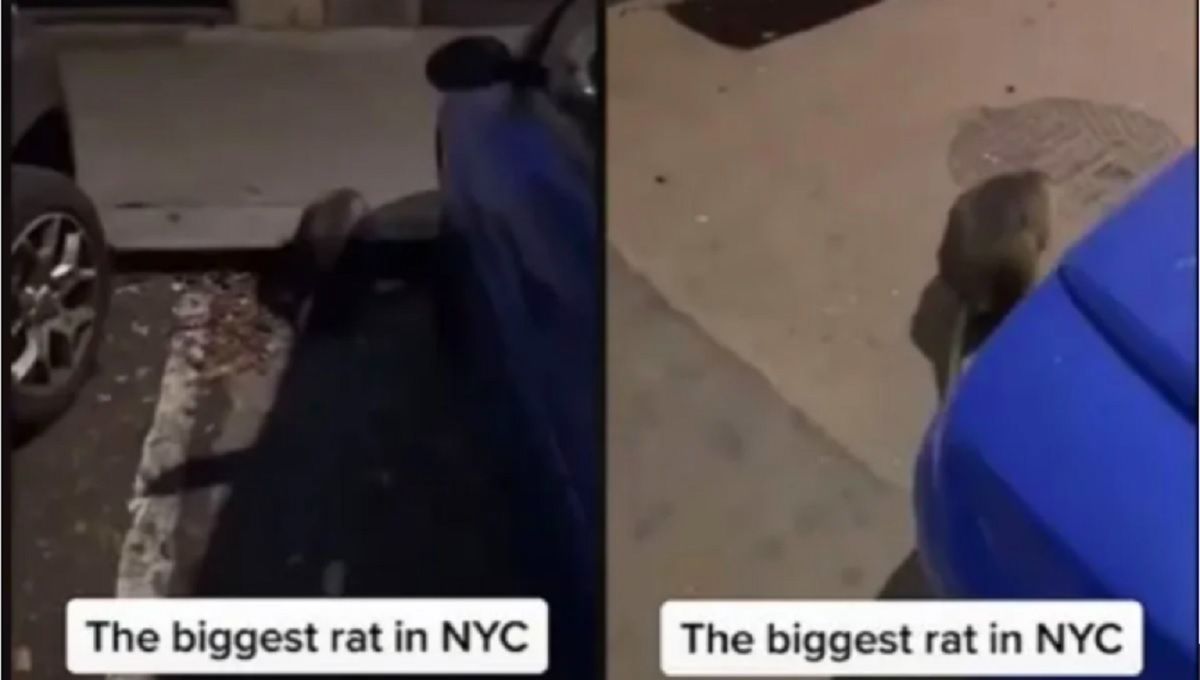VIDEO VIRAL: Captan rata gigante en las calles de Nueva York y se viraliza 2 ratota