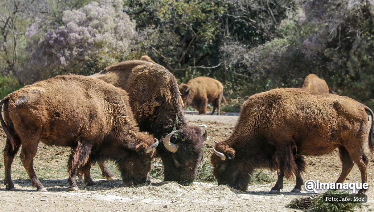 Africam Safari Arboles Navidenos 1