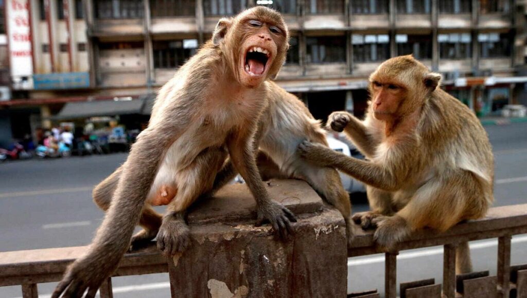 Monos 1440x808 1