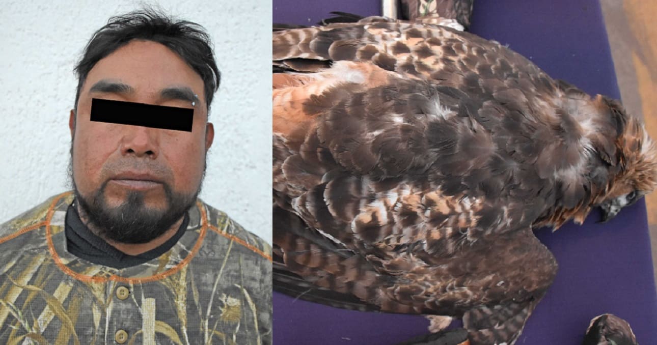 Detienen a sujeto que mató a un halcón en Canoa 2 mata a halcon en Puebla