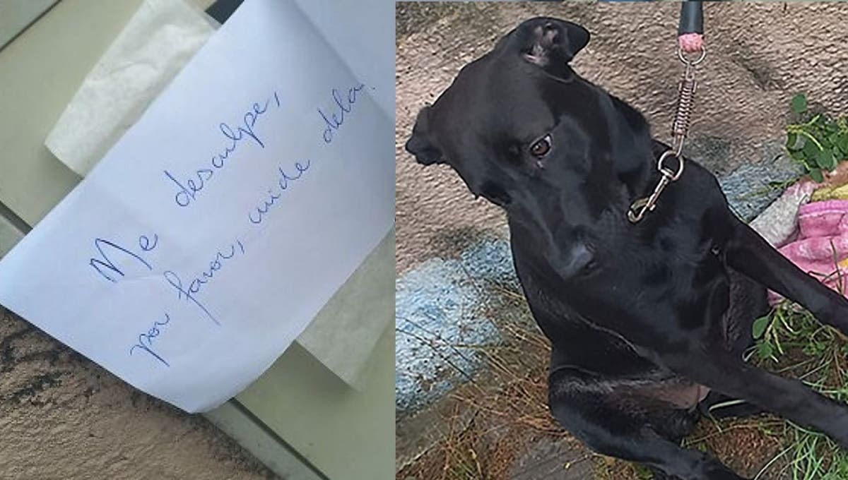 Abandonan a perrita con una nota, croquetas y cobija en Brasil 2 perrita abandonada 1