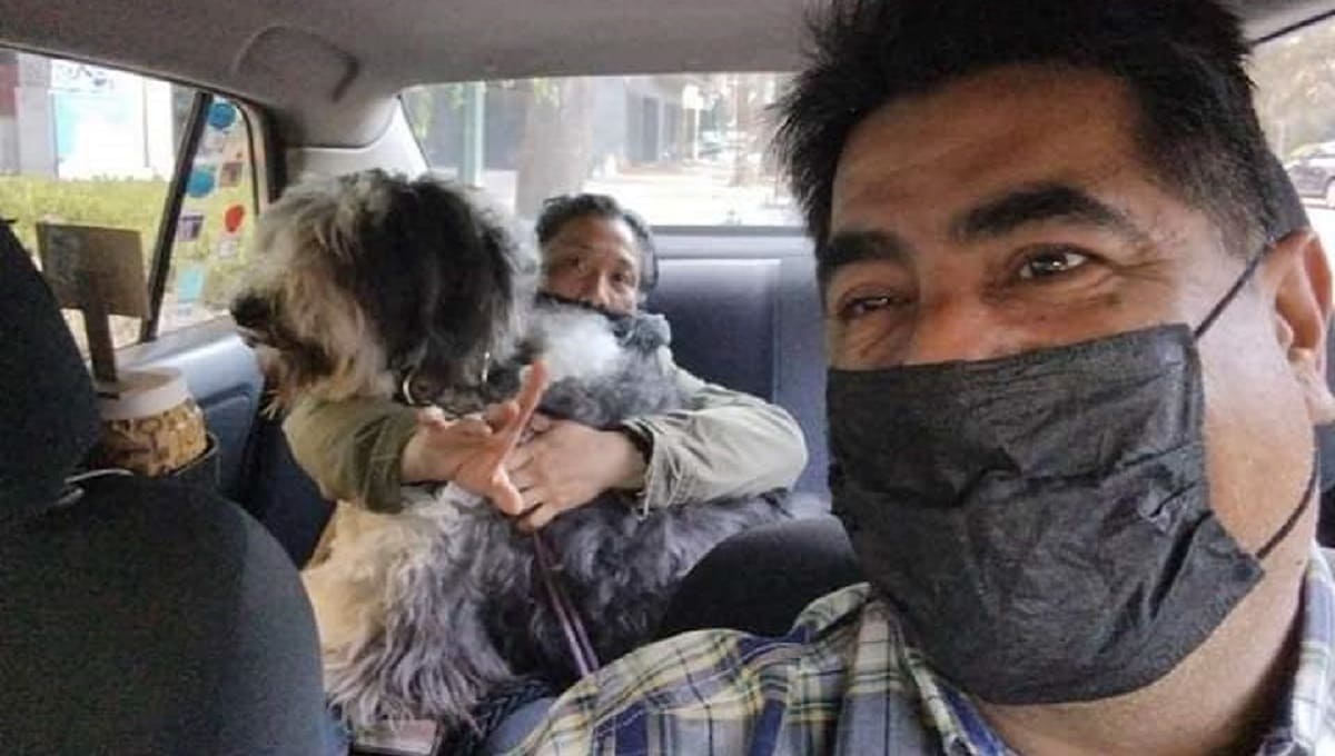¡Taxi perrón! Hombre ofrece servicio de transporte para mascotas en CDMX 3 taxi perros 1