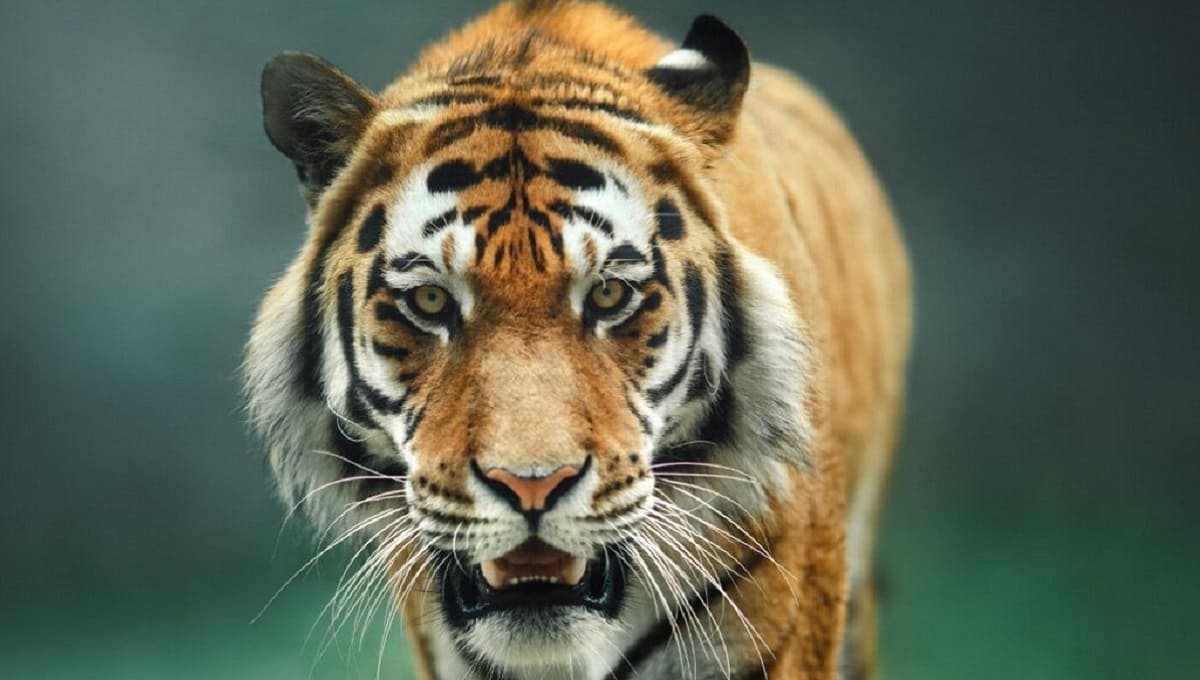Tigre ataca a tres personas en parque safari de Japón; a una le arrancó la mano 2 tigre 1
