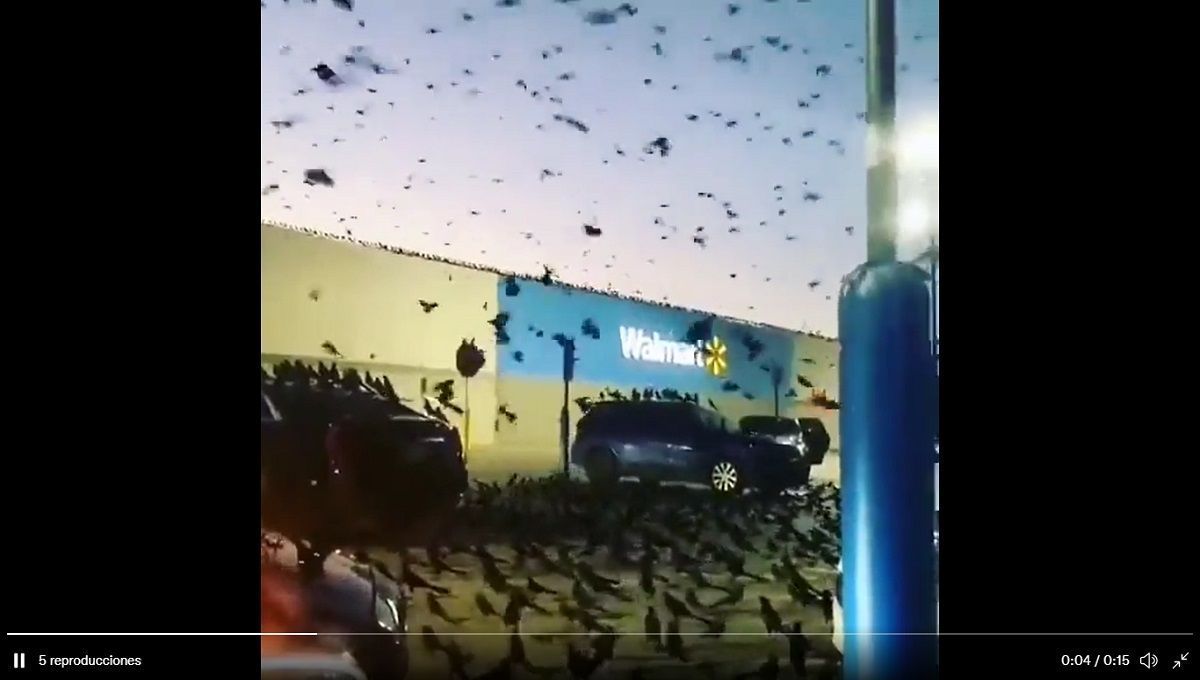 ¡No es el fin del mundo! Cientos de aves invaden Walmart en Texas (VIDEO) 2 walmart