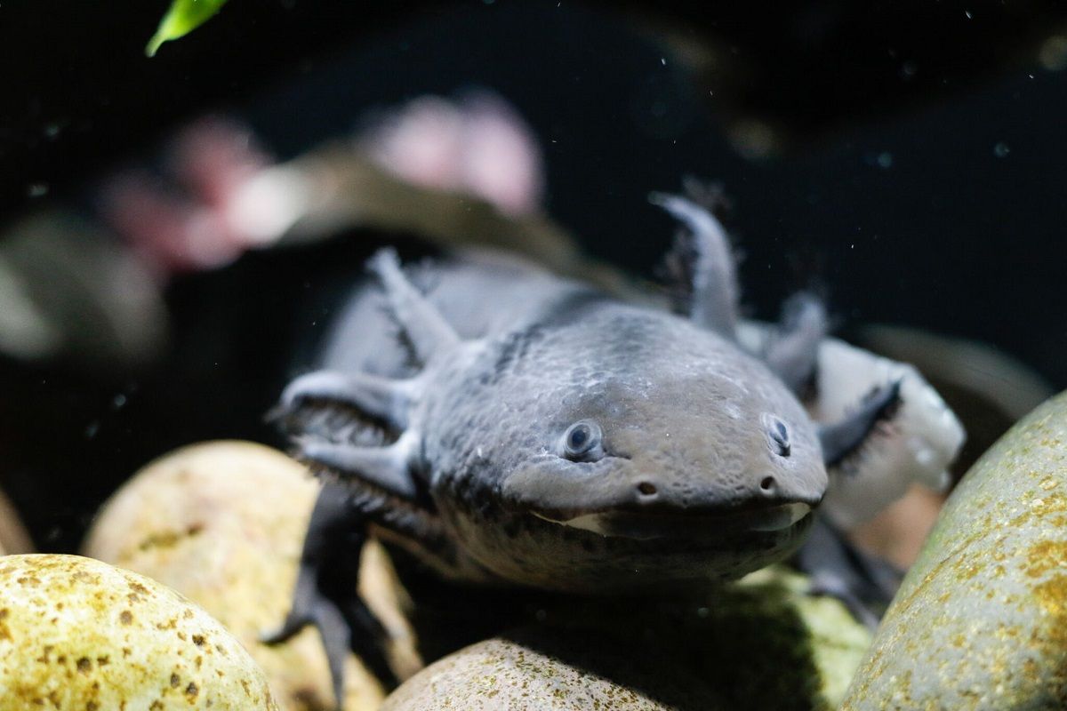 Acuario Michin presenta exposición del Axolotl para fomentar su preservación 5 Ajolote
