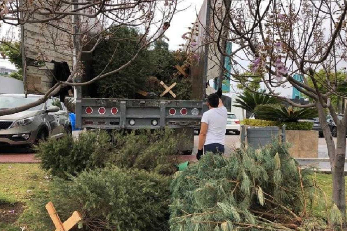 Campaña "Verde Navidad" logra recolectar 4 mil 500 árboles; serán empleados en Africam Safari 3 Imagen de iOS 3 1