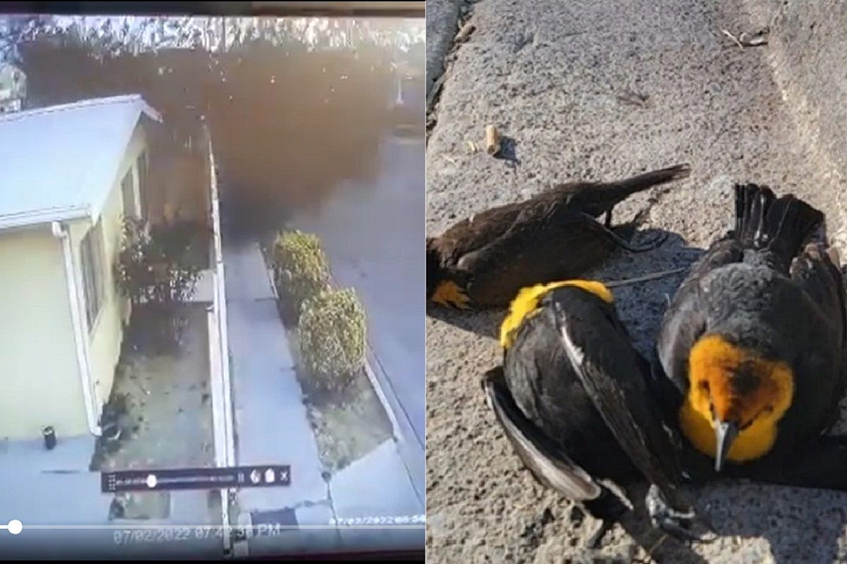 VIDEO: Captan momento en el que un centenar de aves caen muertas en Chihuahua 2 Imagen de iOS 50 2