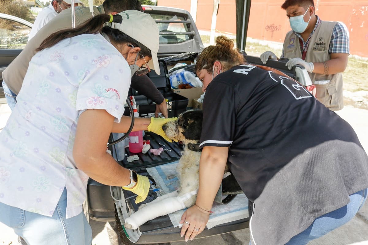 En 2021, fiscalía de Puebla recibió 91 denuncias por maltrato animal 2 Maltrato animal puebla fge 1