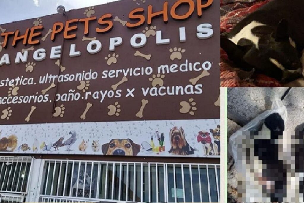 The Pet Shop Angelopolis 1