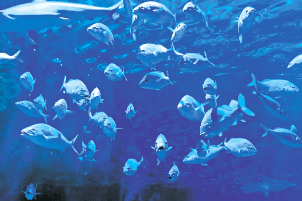 Investigan como homicidio muerte de una mujer en acuario Inbursa de Acapulco 2 acuario