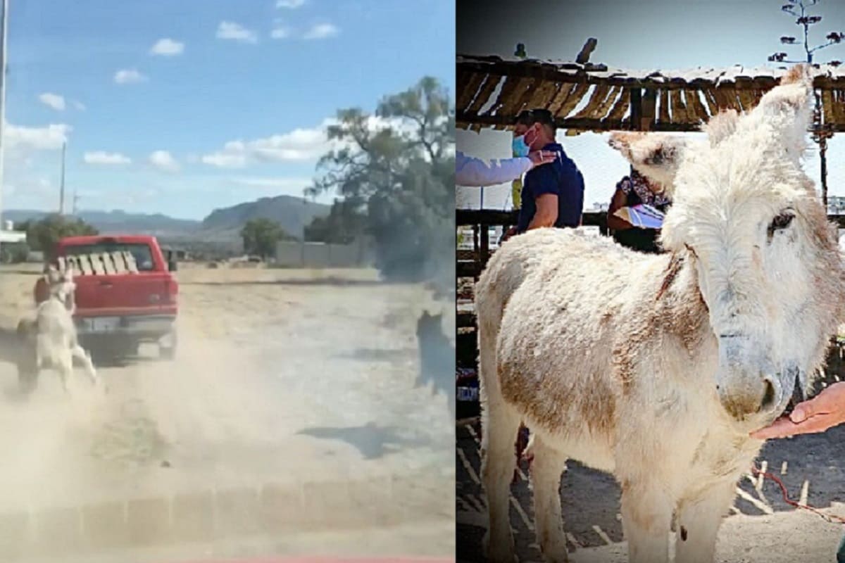 Maltrato animal: Atan a un burro a una camioneta y lo arrastran en Hidalgo 2 burro 1