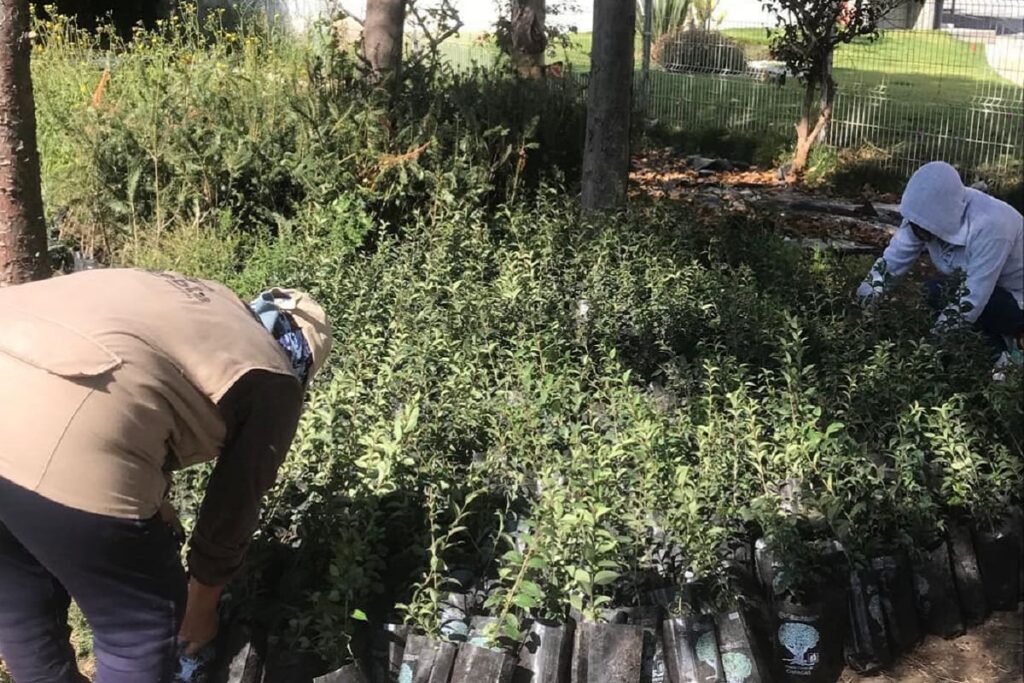 grupo mexico dona 8 mil arboles 1