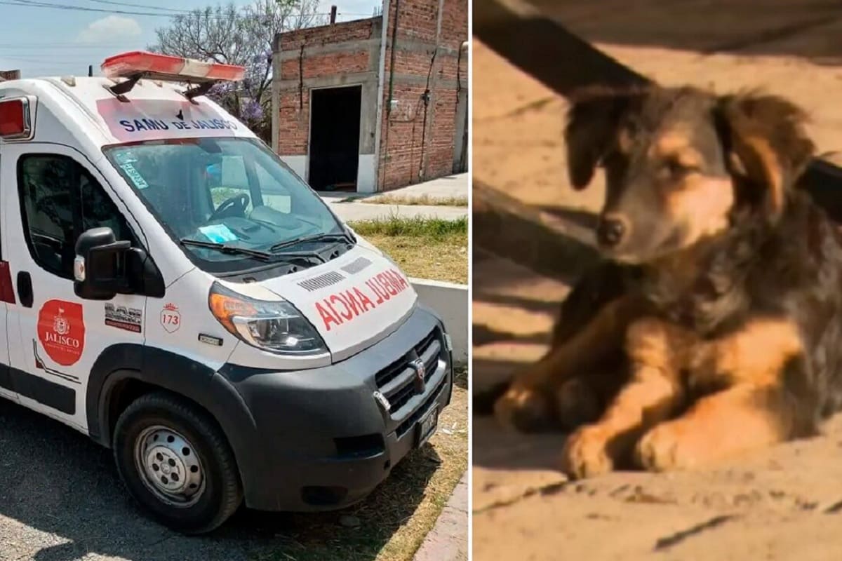 galletas envenenadas
