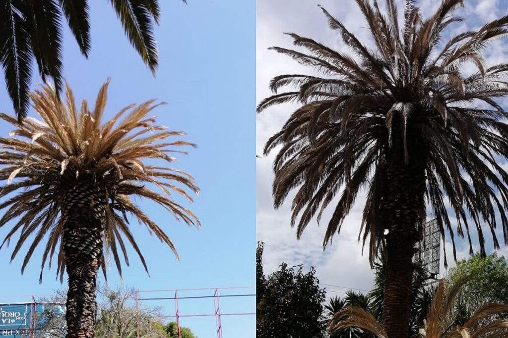 palmeras tratamiento ayuntamiento de puebla 1