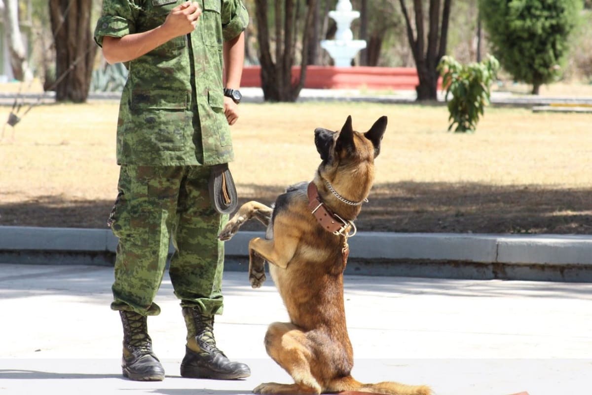 Ejército Mexicano