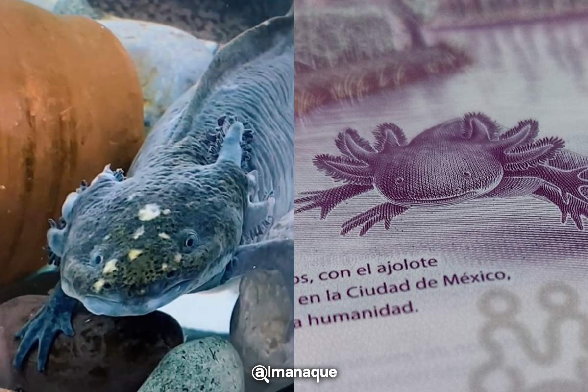 VIDEO: “La gorda”, el ajolote que plasmaron en el billete de 50 pesos 2 portada la gorda ajolote billete 50 pesos