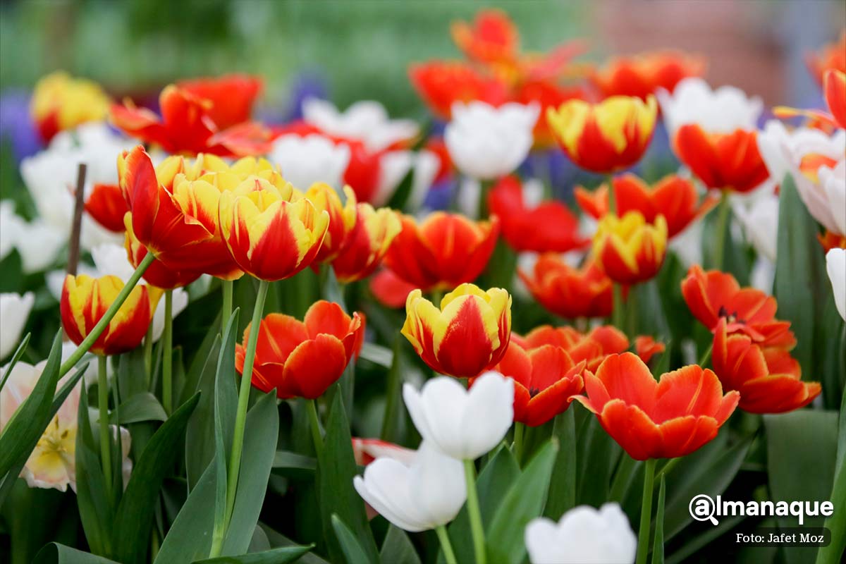 temporada de tulipanes Atlixco Puebla 4