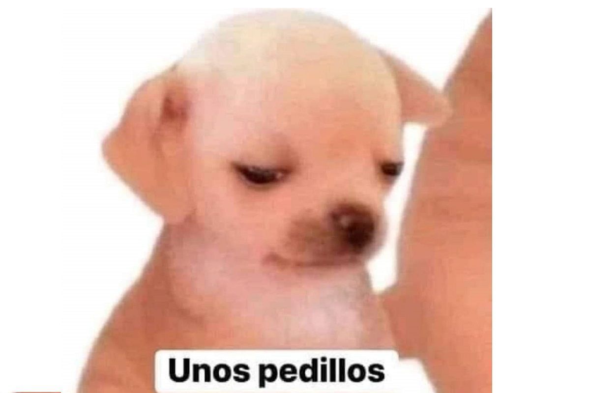 Los mejores MEMES del perrito de "unos pedillos" 2 unos pedillos