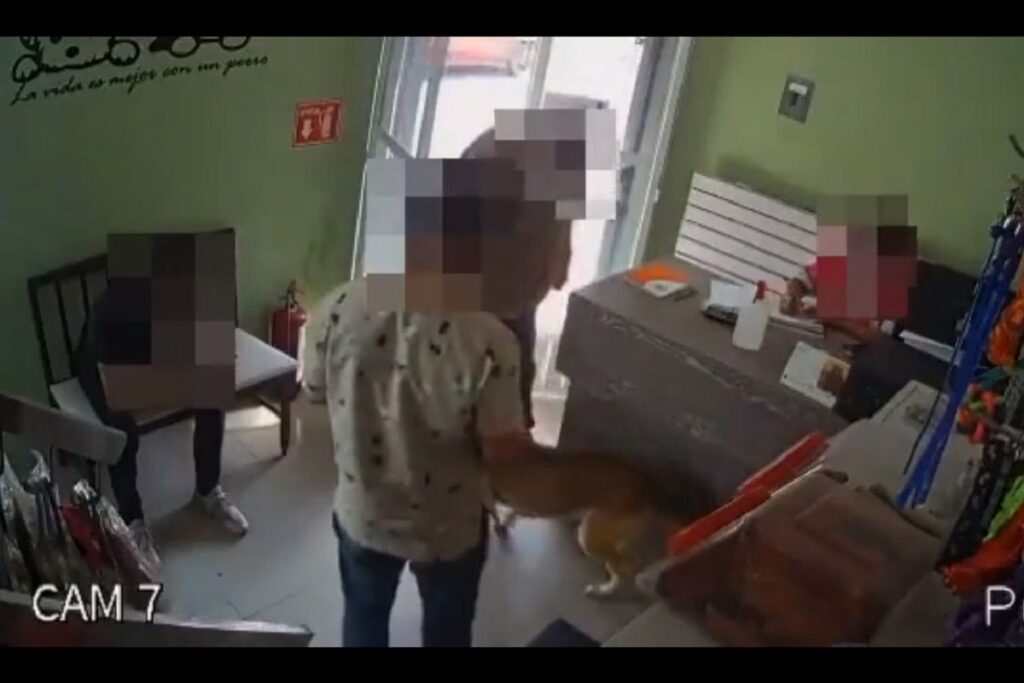 veterinario terriers