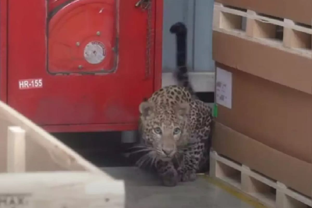 Leopardo entra a instalaciones de Mercedes-Benz en la India y detiene la producción por horas 4 Leopardo en mercedes 1