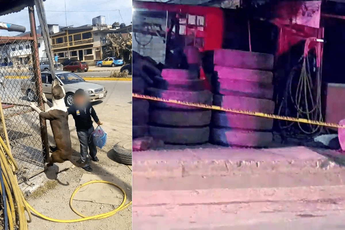 Piden no sacrificar a "Coffy", el pitbull que mató a un hombre en situación de calle en Xicotepec 4 PITBULL