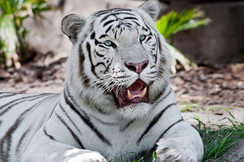 TIGRE BLANCO