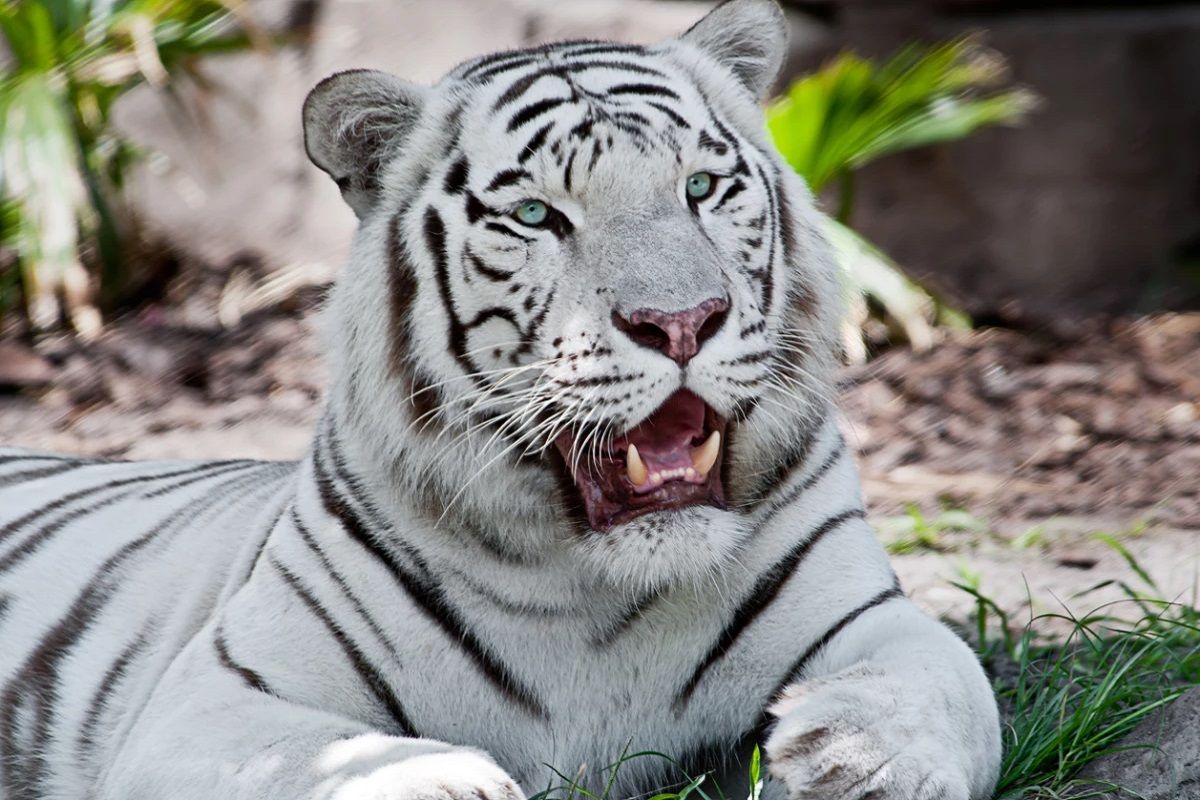 PROFEPA denuncia ante la FGR muerte de un tigre blanco en Querétaro 5 TIGRE BLANCO