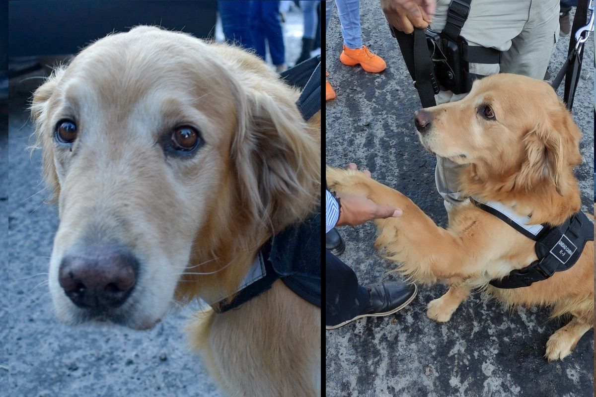 FOTOS: Conoce a Matías, el lomito policía de Puebla que está a punto de jubilarse 4 central de abasto1 2 1