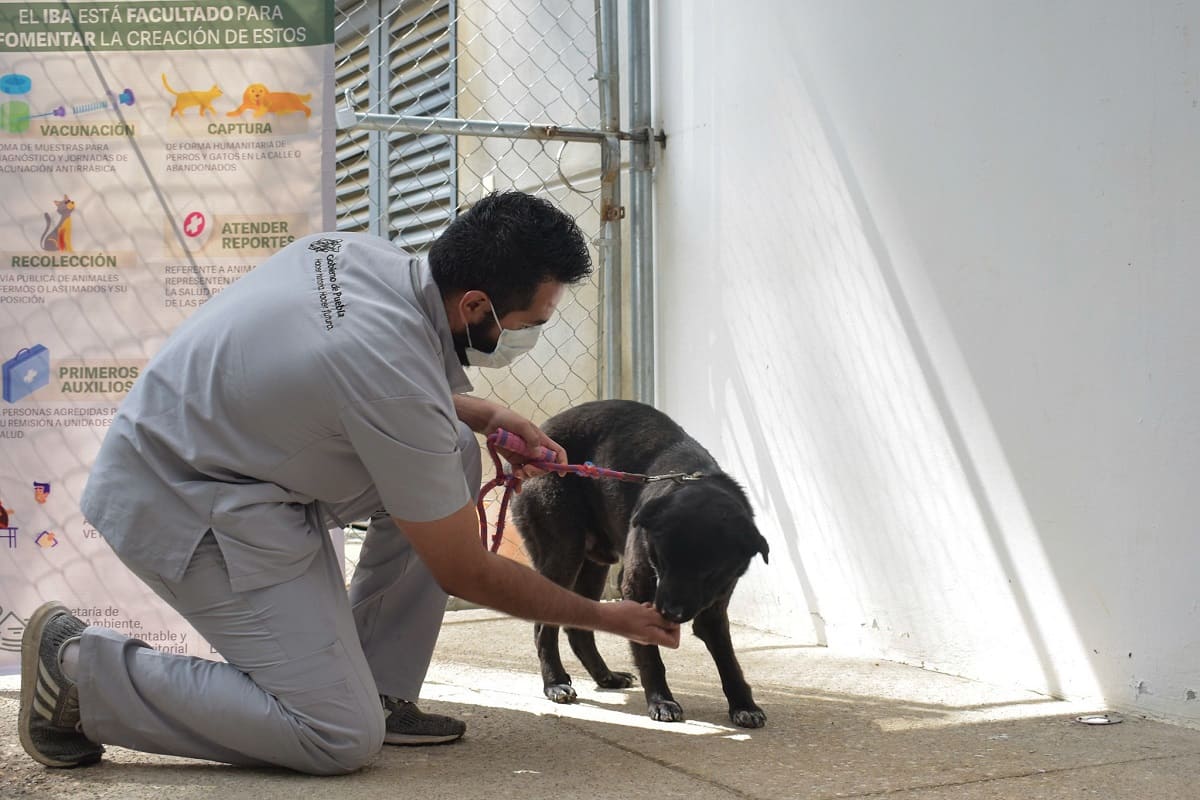 centro de bienestra animal 3