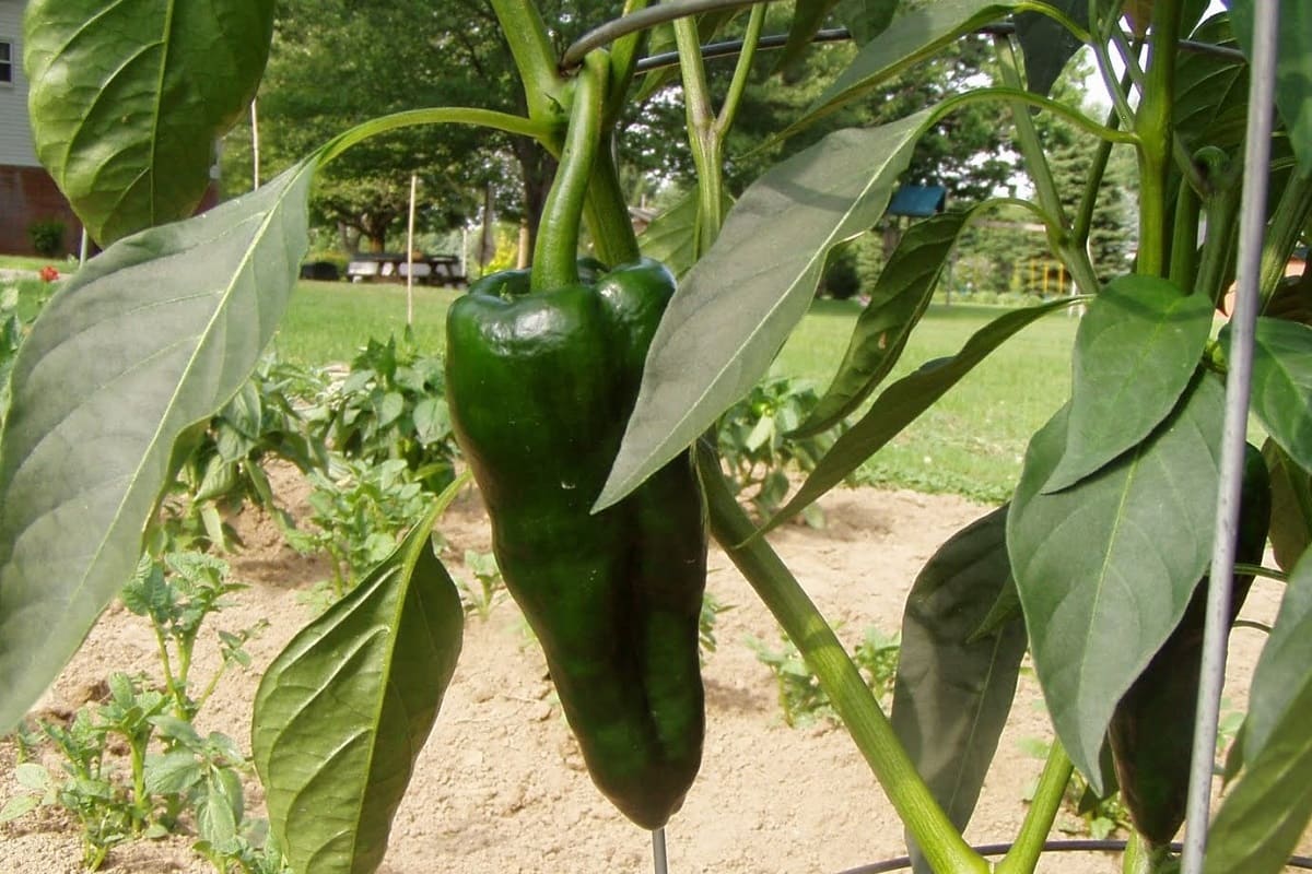 chiles poblanos