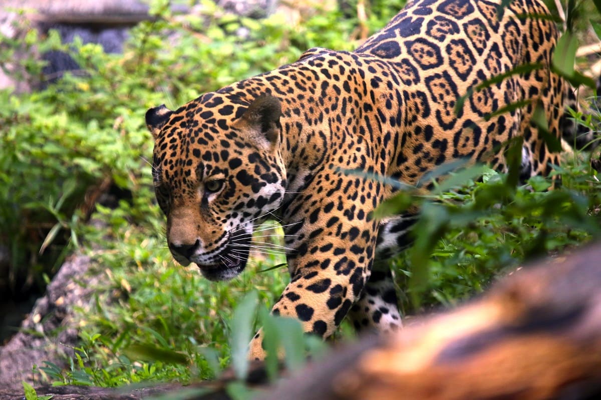 Denuncian que cinco jaguares han muerto atropellados por la construcción del Tren Maya 4 jaguares tren maya 1