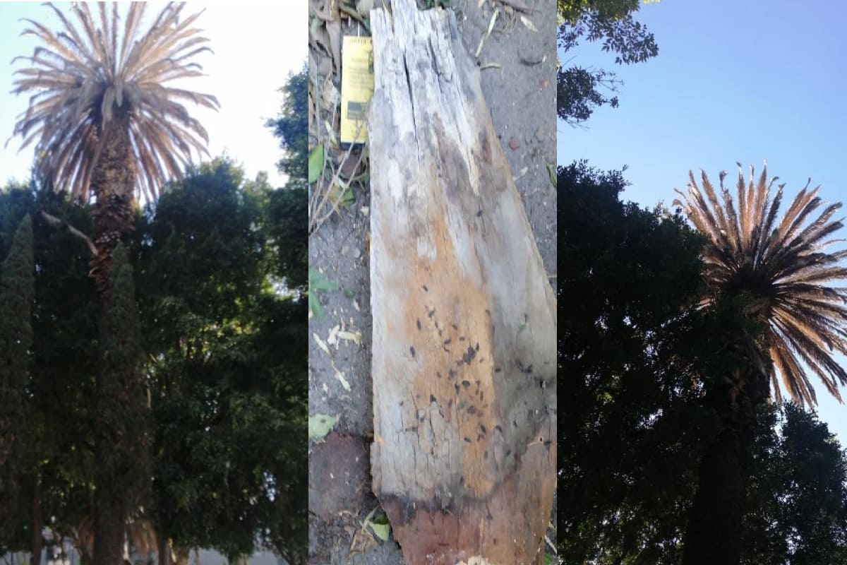palmeras plaga puebla 1