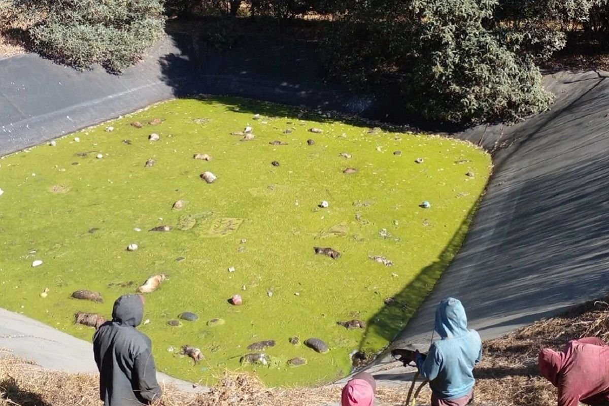 Hallan más de 100 perritos muertos en laguna de residuos tóxicos de Edomex 4 perritos muertos