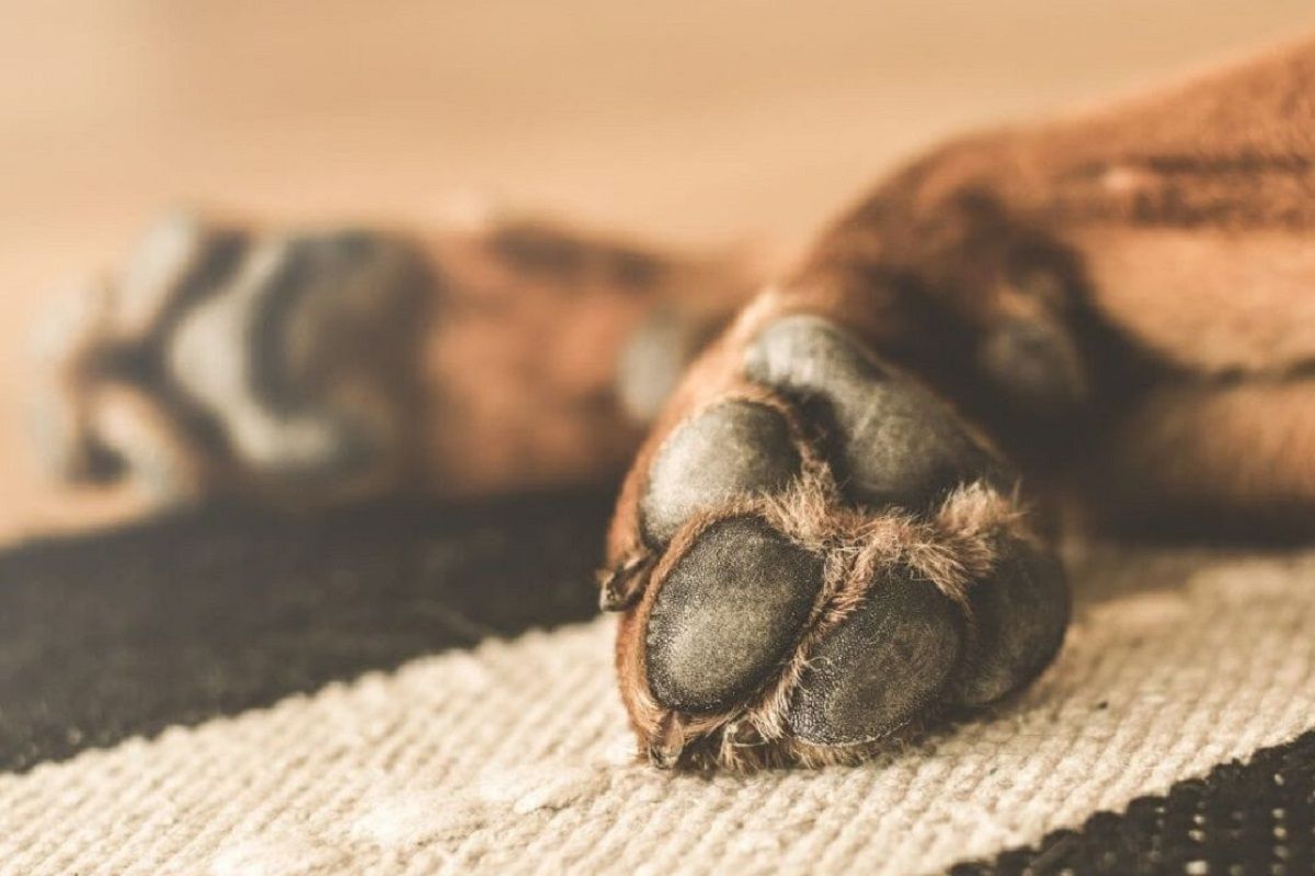 Vinculan a proceso a trabajador de la CFE que mató a un perro en Cholula 3 Perro