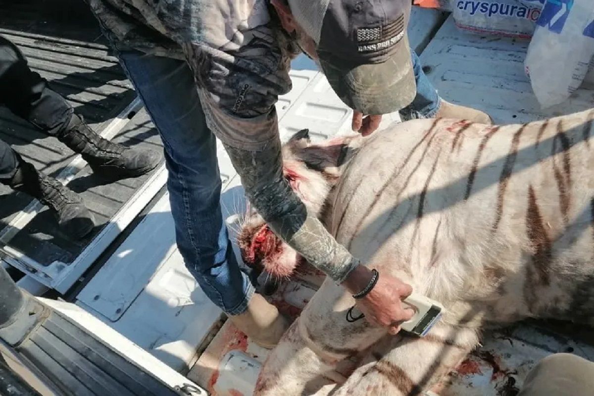PROFEPA denuncia ante la FGR muerte de un tigre blanco en Querétaro 6 queretaro