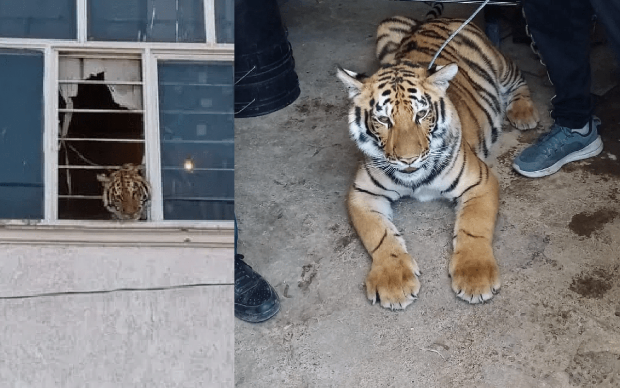 Rescatan a tigre que se asomaba por la ventana de una casa en Edomex 3 tigre