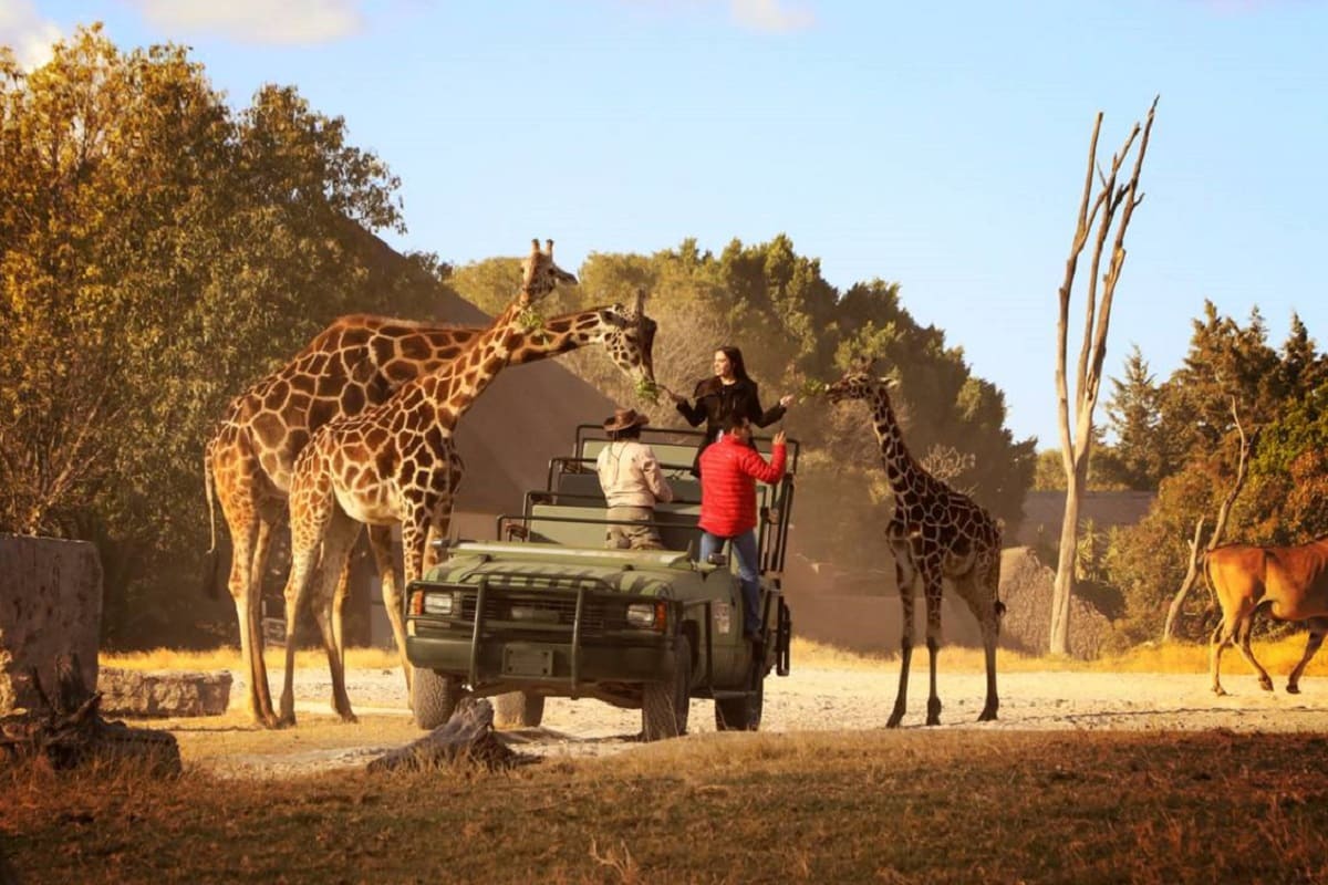 La irresponsabilidad de un visitante que causó la muerte del fundador de Africam Safari en Puebla 5 Africam Safari