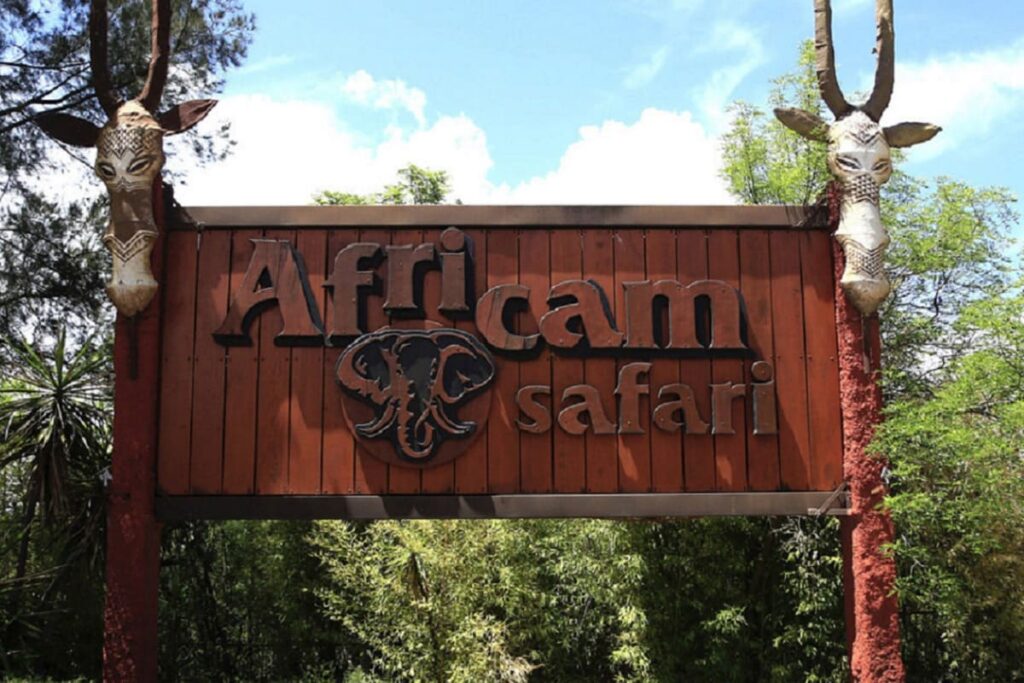 africam safari 1 1
