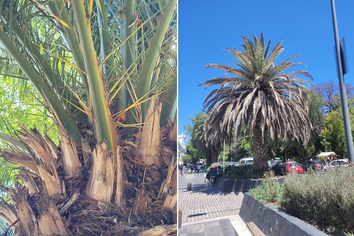 Medio Ambiente da mantenimiento a árboles y palmeras de Puebla 2 bole