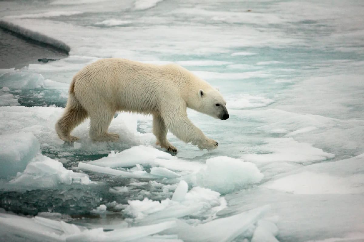 Estudio revela que si el cambio climático no frena, los océanos sufrirán extinciones masivas 4 cambio climatico 1