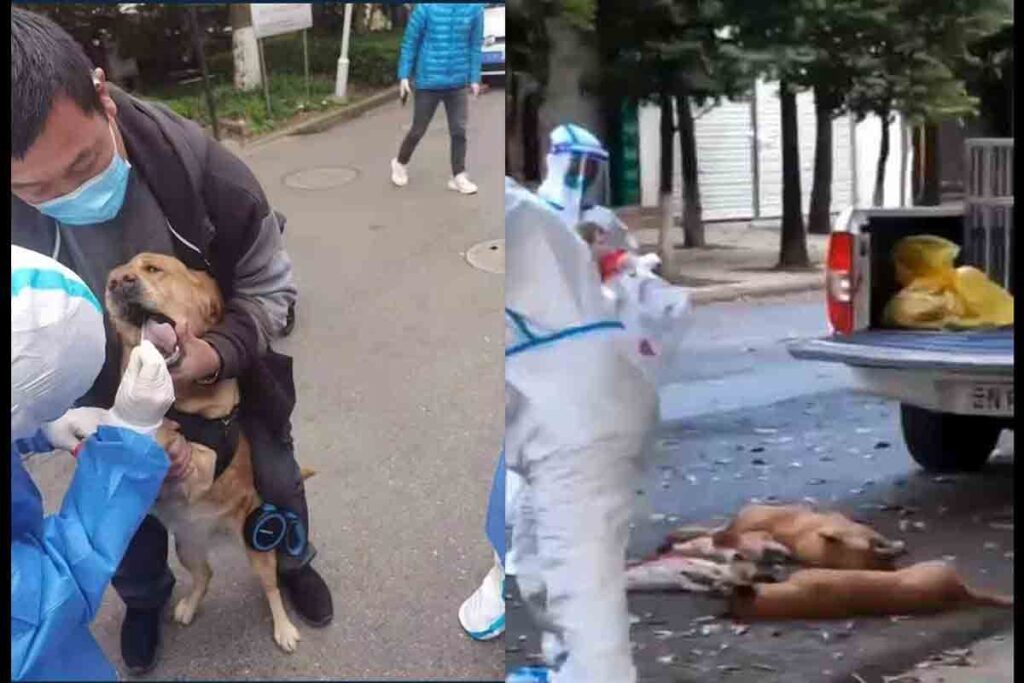 perros shanghai