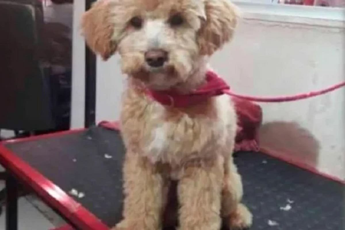 En Argentina, un hombre llevó a su perro a la veterinaria y jamás regresó por él 6 Perro