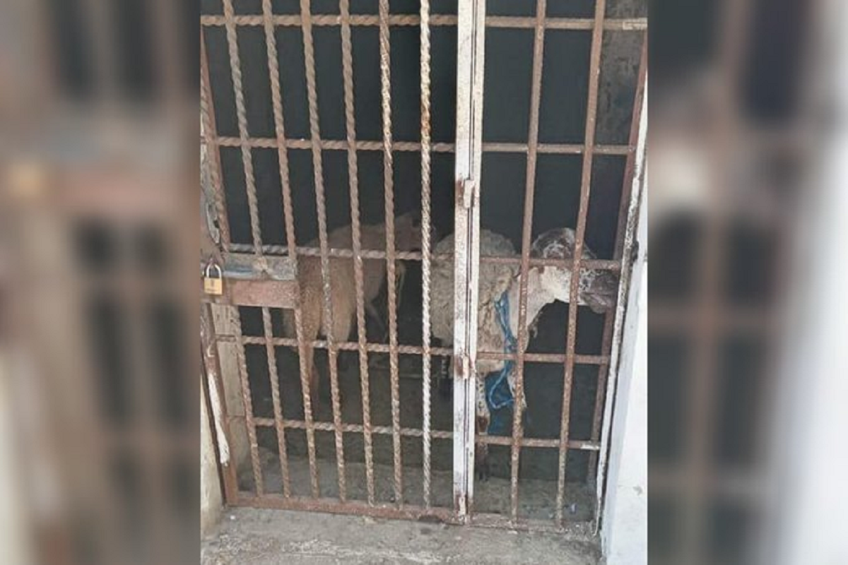 Crueldad animal: Encarcelan a dos borregos por comer pasto ajeno en Oaxaca 2 borregos encarcelados