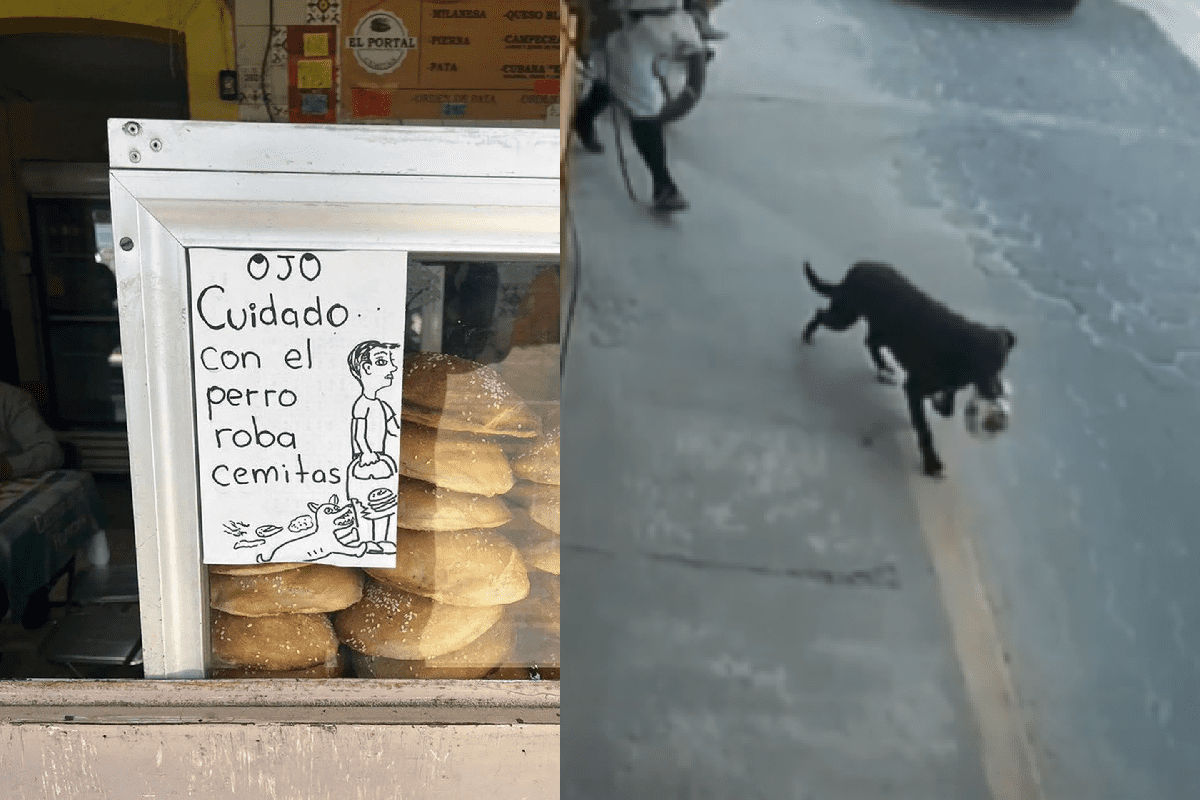 el perro roba cemitas 1