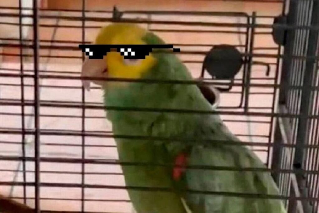 loro 1