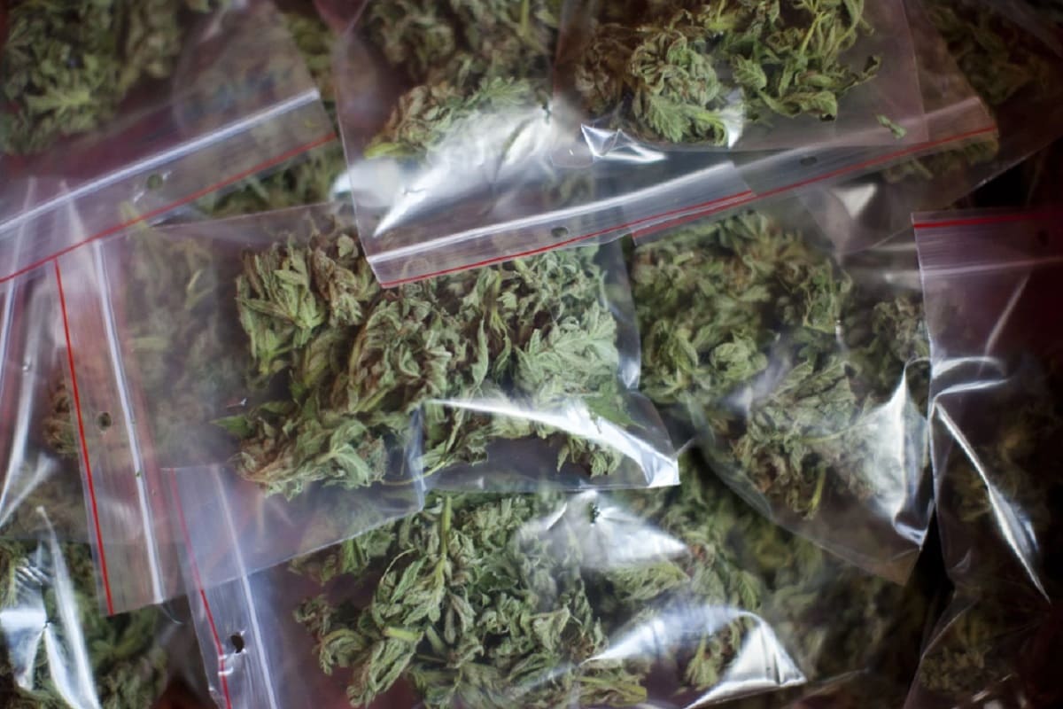 Declaran inconstitucional penalizar la posesión de más de 5 gramos de marihuana 4 marihuana 1