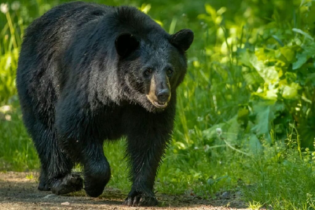 oso negro 1